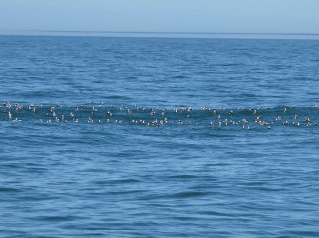 Baltijos jūroje žiemojančių vandens paukščių stebėjimas