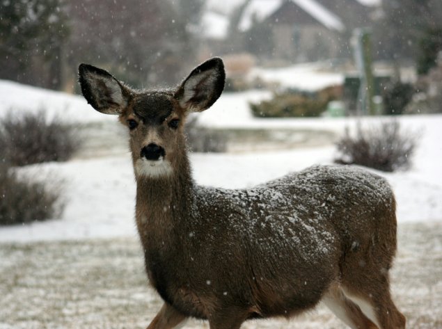 Aplinkosaugininkai primena, kaip reikia elgtis su laukiniais gyvūnais žiemą