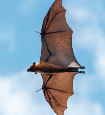 Šikšnosparnių paslaptys miškuose: skirtingos rūšys, gyvenimo būdas ir žiemojimo ypatumai