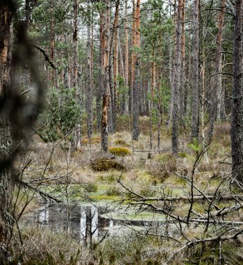 Valstybinių miškų urėdijai bus perduota 3,1 tūkst. ha miškų ūkio paskirties žemės, joje bus...