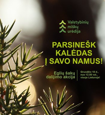 Gruodžio 18 d. visoje Lietuvoje vyks tradicinė akcija „Parsinešk Kalėdas į savo namus“