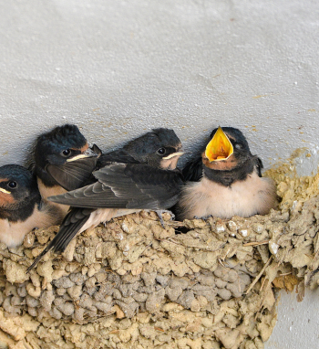 Kregždžių kaimynystė. Ar galima ardyti lizdą?