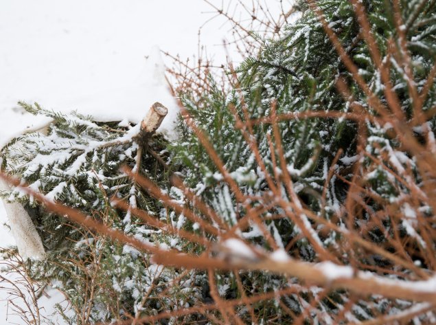 Metas nupuošti eglutes. Kaip rūšiuoti šventines atliekas?